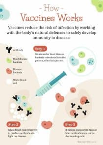 How Vaccines Work Process Infographic Template