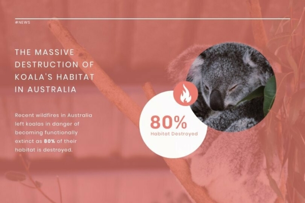 Koala Extinction