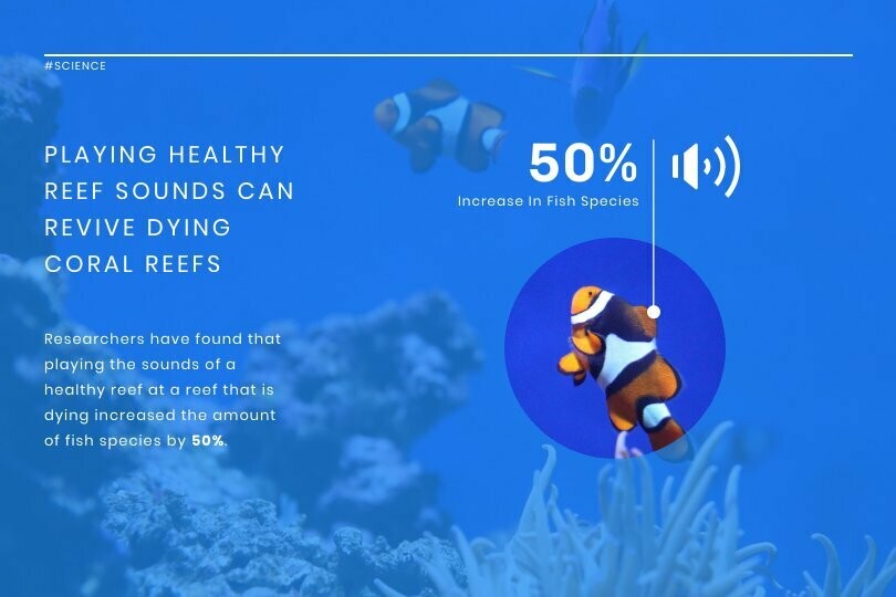 Reef Sounds News Visualization Template
