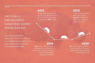 Rhino Population News Visualization Template