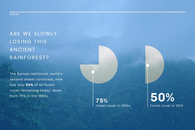 deforestation infographic, template about deforestation, example of how to share about current events