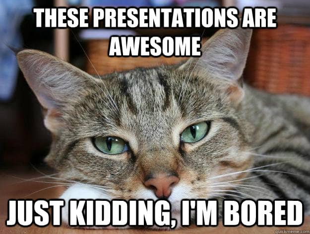 school presentation ideas bored cat meme