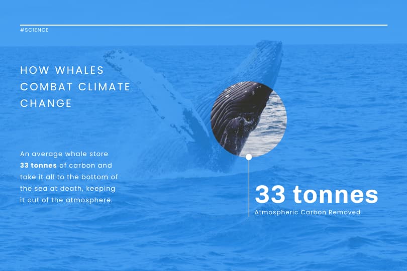 climate change infographic, template for how whales combat climate change