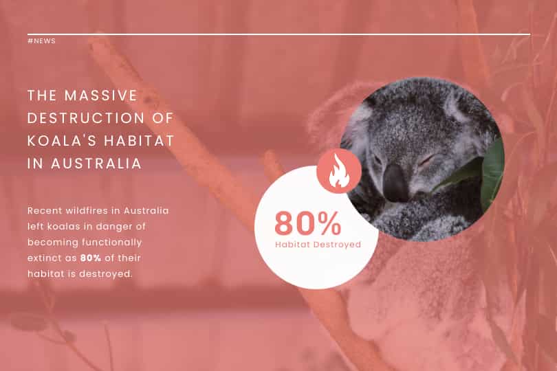template for massive destruction of the koala's habitat in australia