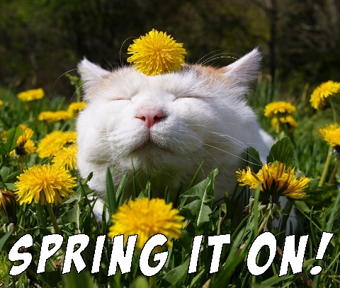 a meme showing a cat enjoying spring