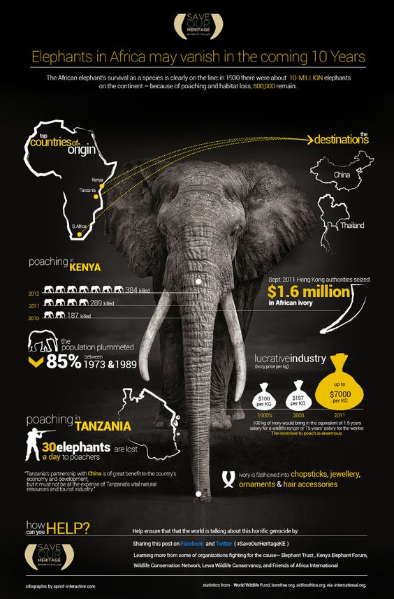 an environmental infographic example about African elephants facing extinction