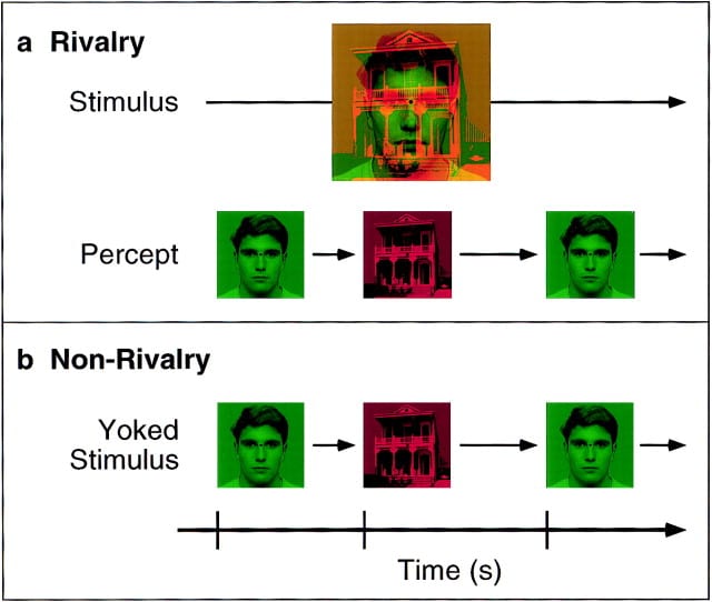 Ambiguous face/house stimulus used in rivalry scans and A timeline illustrating how nonrivalry scans presented nonrivalrous monocular images of either face or house alone using the same temporal sequence derived from the perceptual report of a previous rivalry scan