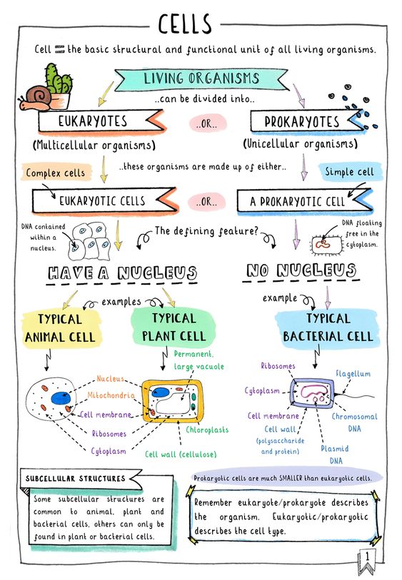 one-pager examples for science class students for a science teacher to use