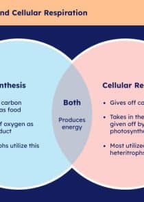 Photosynthesis and Cellular Respiration Venn Diagram