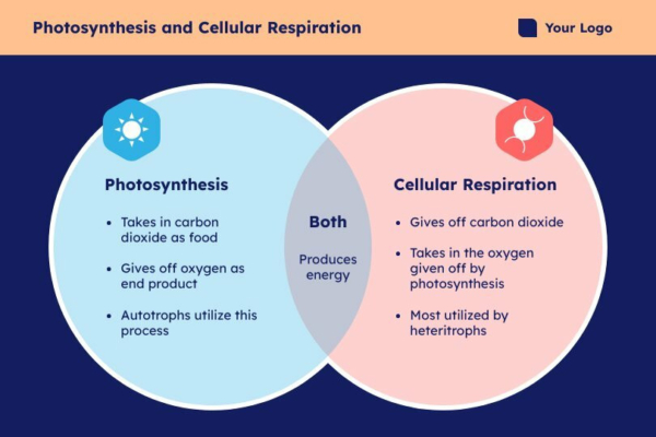 Photosynthesis and Cellular Respiration Venn Diagram