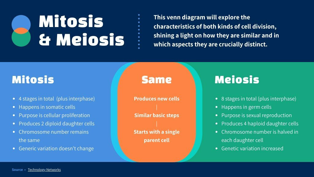 meiosis vs mitosis venn diagram