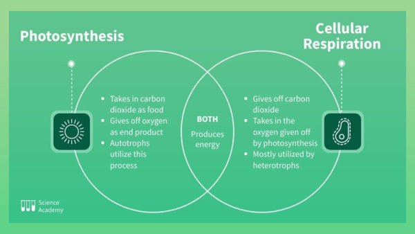 road map of cellular respiration