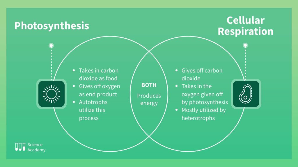 cellular respiration photosynthesis flow chart