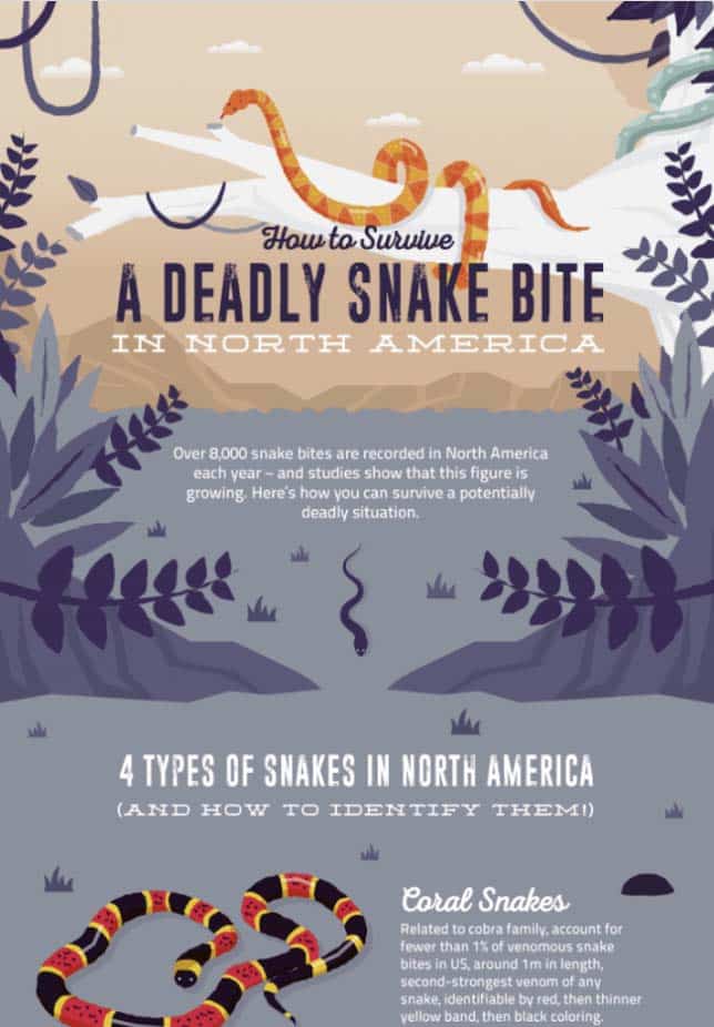 Infographic template about the different types of snakes and tips on what to do when you get bitten by them