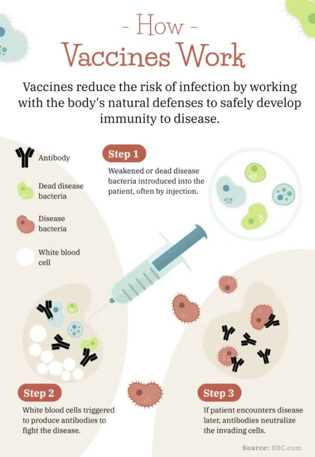 infographic explaining how a vaccine works, what is an infographic