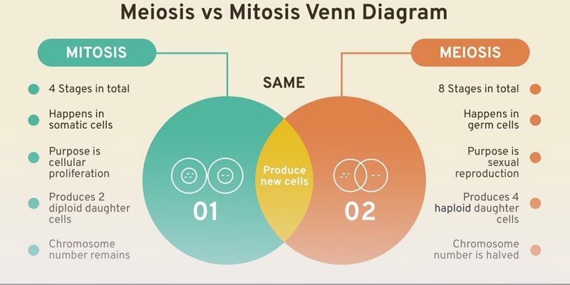 Use this template to present concepts like mitosis and meiosis