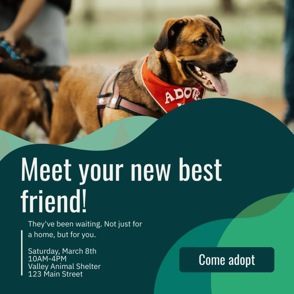 image of finalized poster for animal shelter event for a piktochart article about graphic design tips