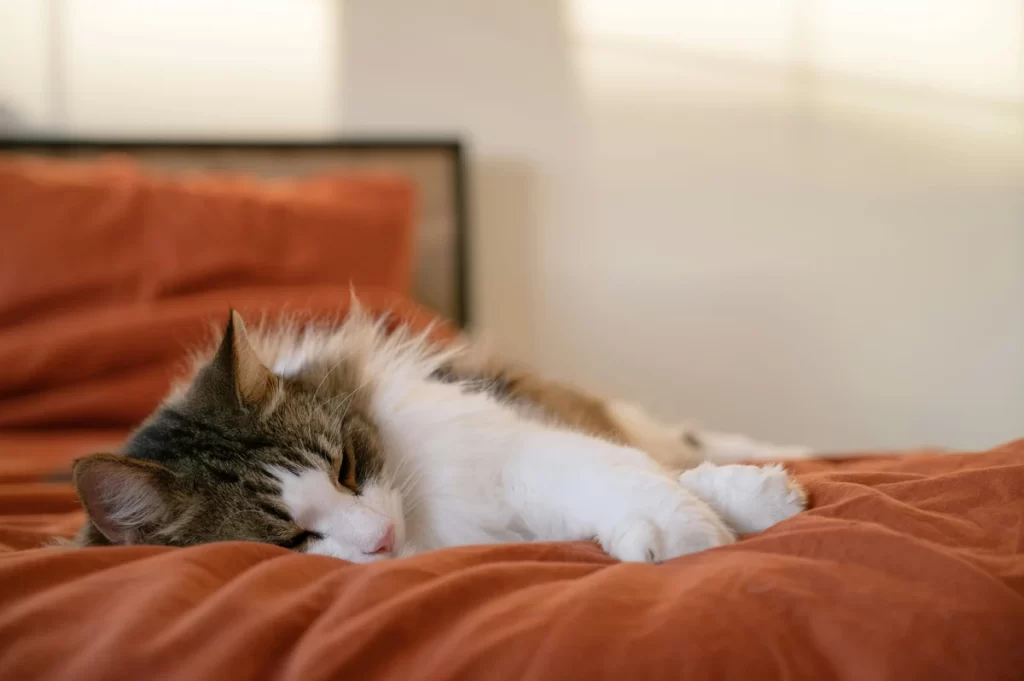 a long-haired norwegian forest cat with white, brown, and grey tabby markings sleeping peacefully on a rust-orange duvet, its eyes are partially open and its paws are tucked in
