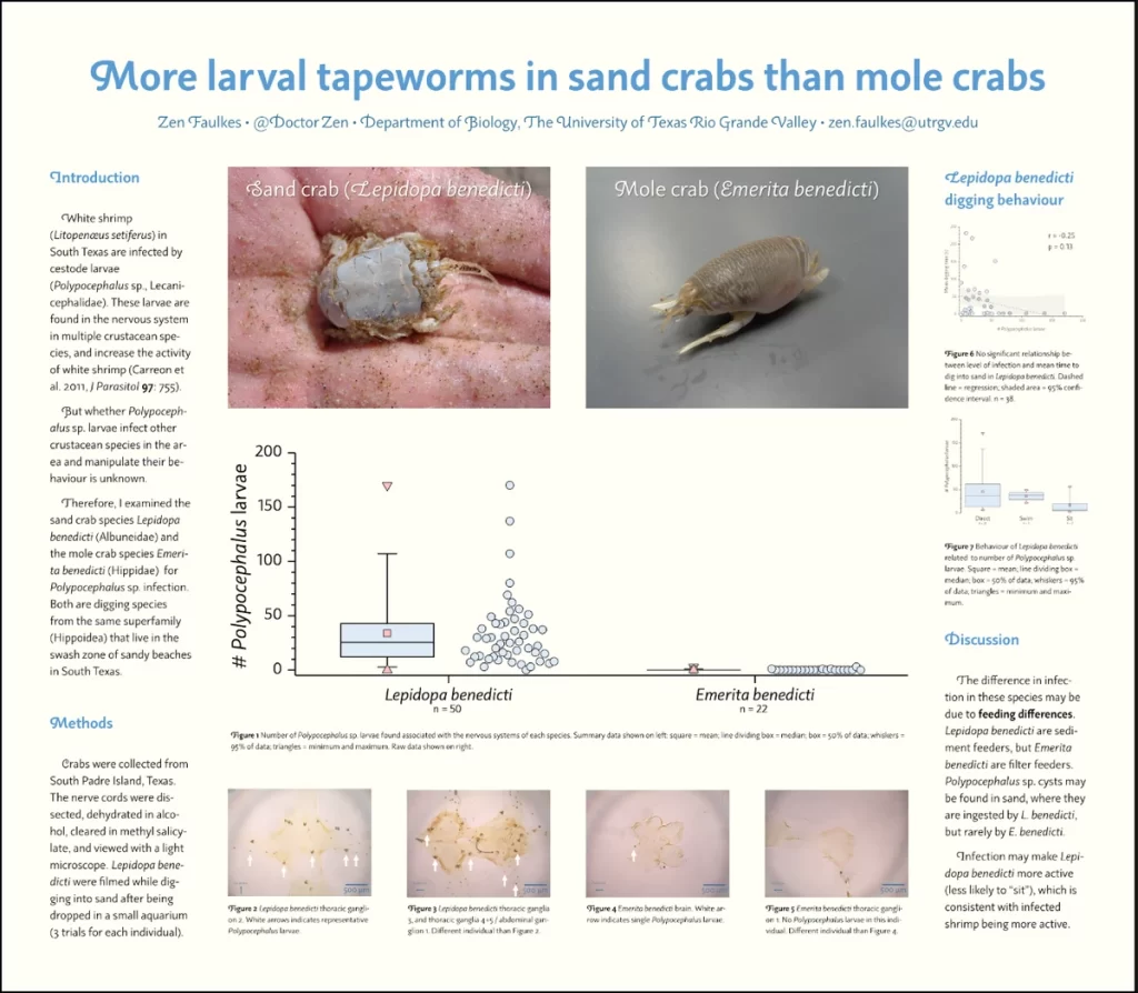 a detailed scientific poster titled "more larval tapeworms in sand crabs than mole crabs" presenting research findings, including images of sand crabs and mole crabs, a bar graph comparing polycephalus larvae in both species, and microscopic images of larvae, the poster also includes sections for introduction, methods, and discussion, all presented with text and data visualizations
