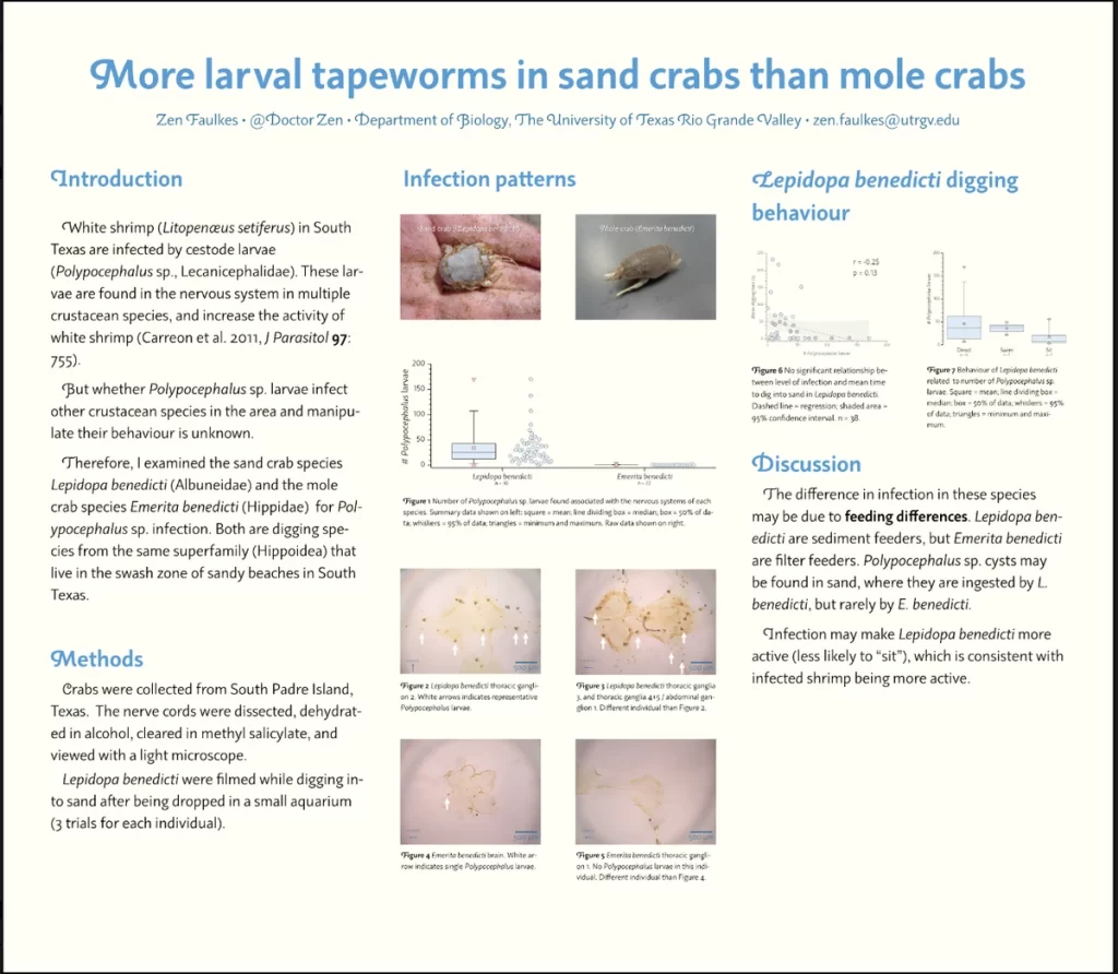 a scientific poster titled "more larval tapeworms in sand crabs than mole crabs" detailing research on crab infection patterns, featuring images of a sand crab and a mole crab, a bar graph showing polycephalus larvae counts, and microscopic images of the larvae, with sections for introduction, infection patterns, methods, and discussion